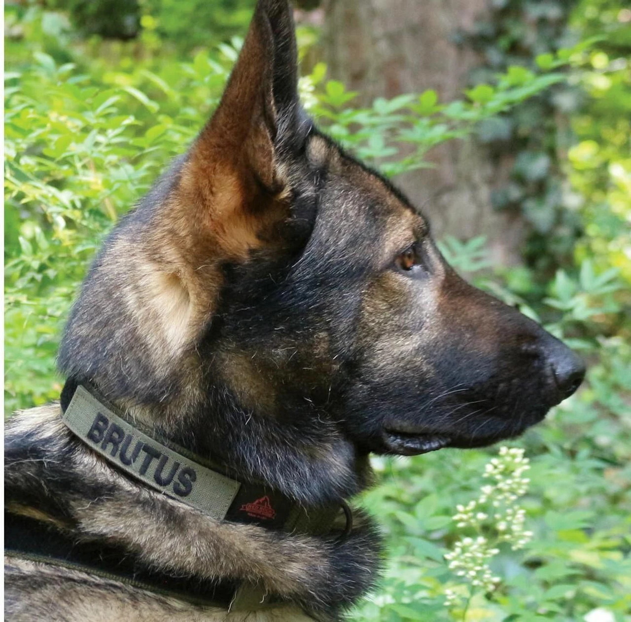 United States Tactical Cobra Buckle K9 Collar - Image 3